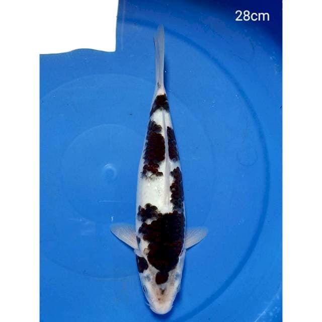 Budho goromo 28cm