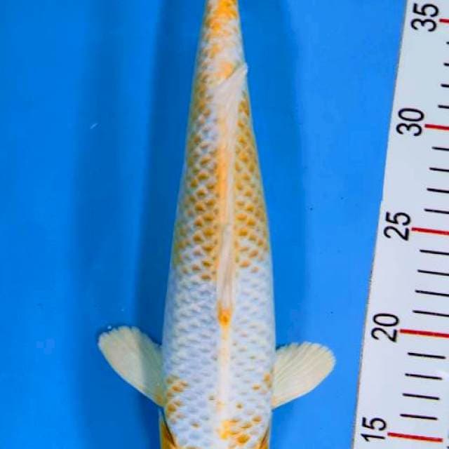 Hariwake 33 cm