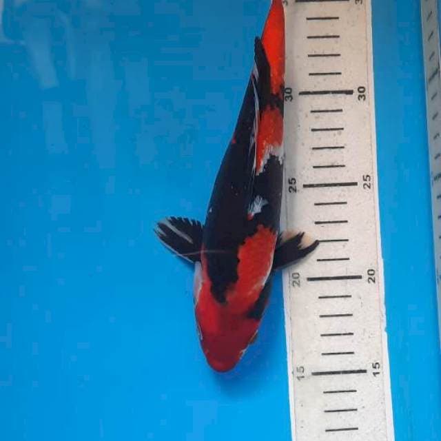 Showa 23cm