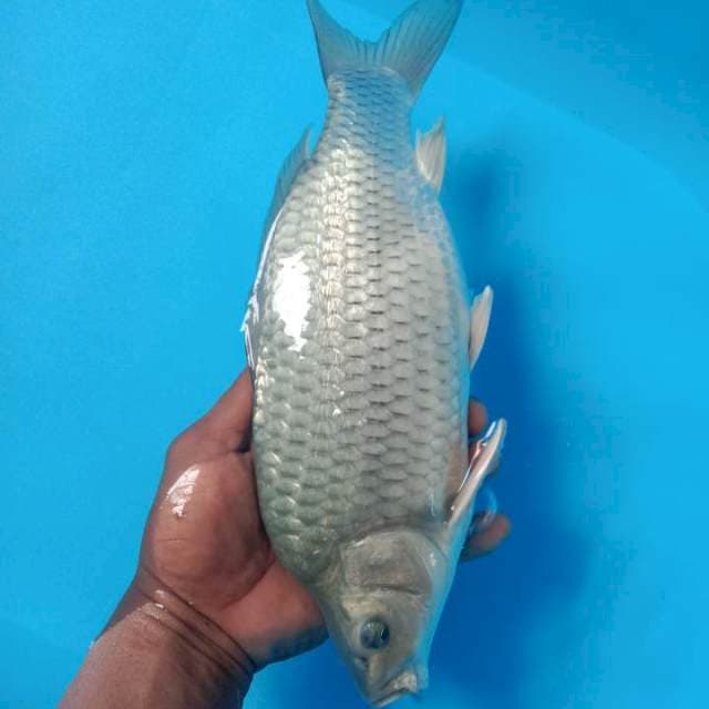 Soragoi ginrin punuk