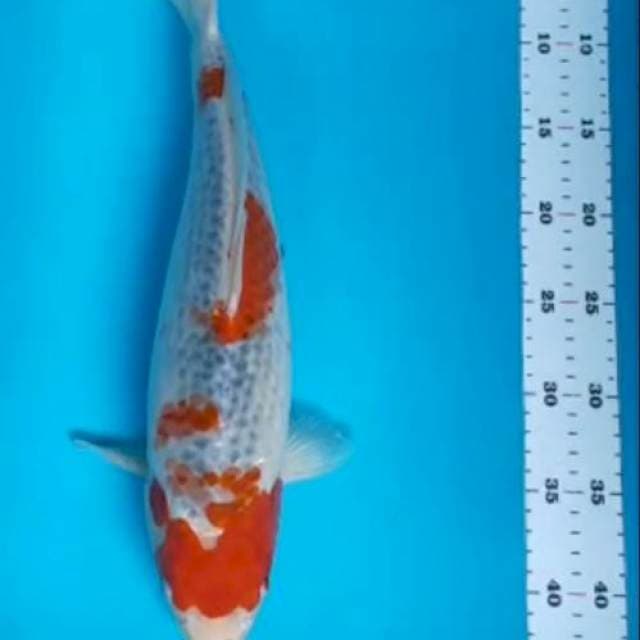 Goshiki jumbo 40cm betina