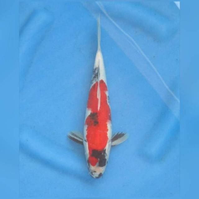 RED KINDAI SHOWA ,, TOSAI