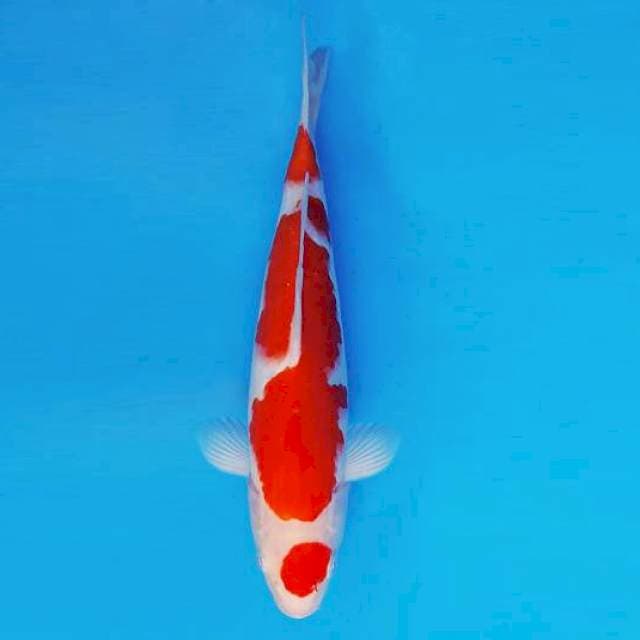 HATTORI 9 - KOHAKU ®