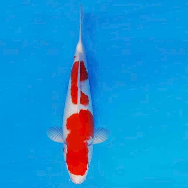 HATTORI 11 - KOHAKU ®