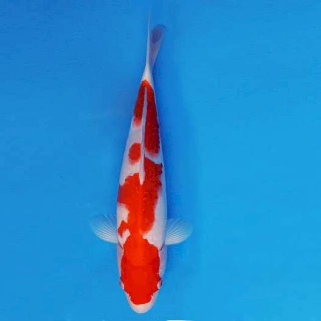 HATTORI 12 - KOHAKU ®