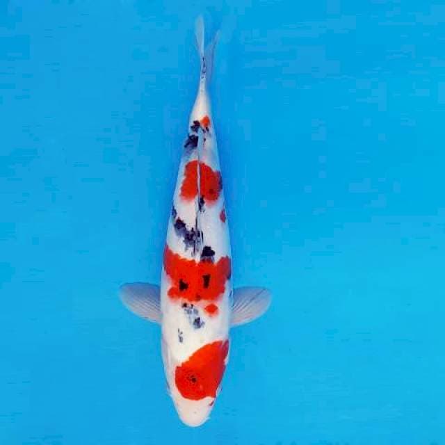 HATTORI 13 - TAISHO SANKE ®