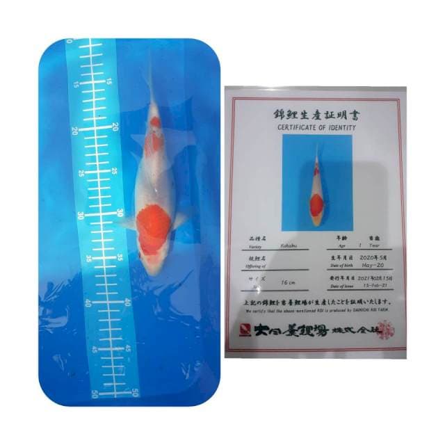 Kohaku import