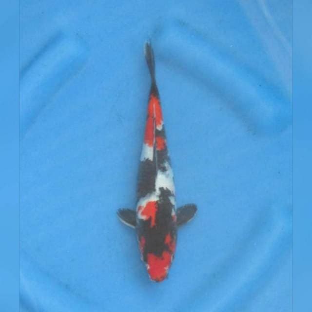 RED SHOWA SANSHOKU ,, TOSAI 