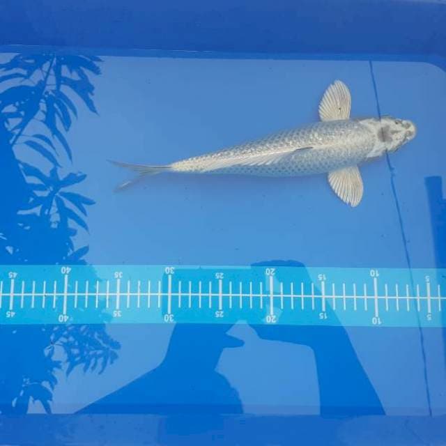 Mukhasi ginrin