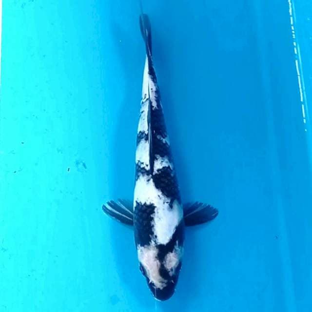 Shiro, 21 cm