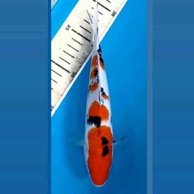 Sanke, 22 cm