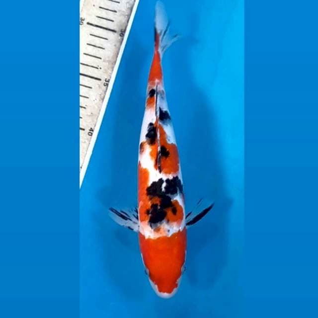 Sanke, 24 cm