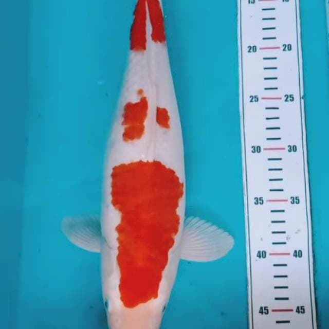 Kohaku 45cm