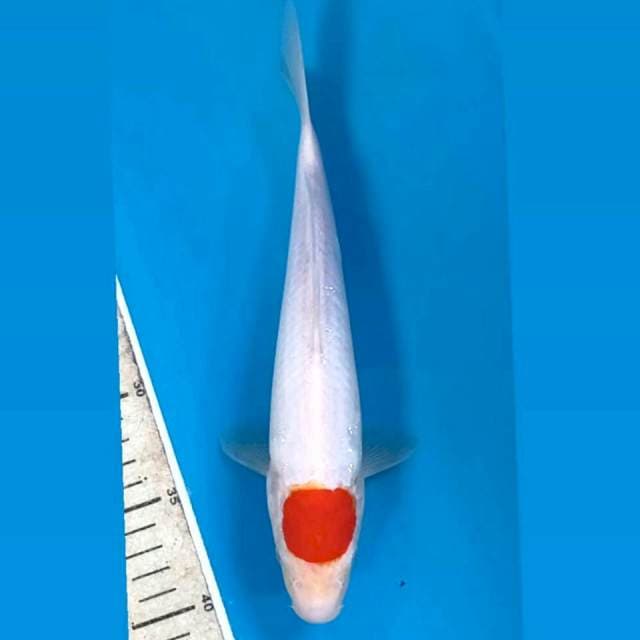 Tancho kohaku, 26 cm