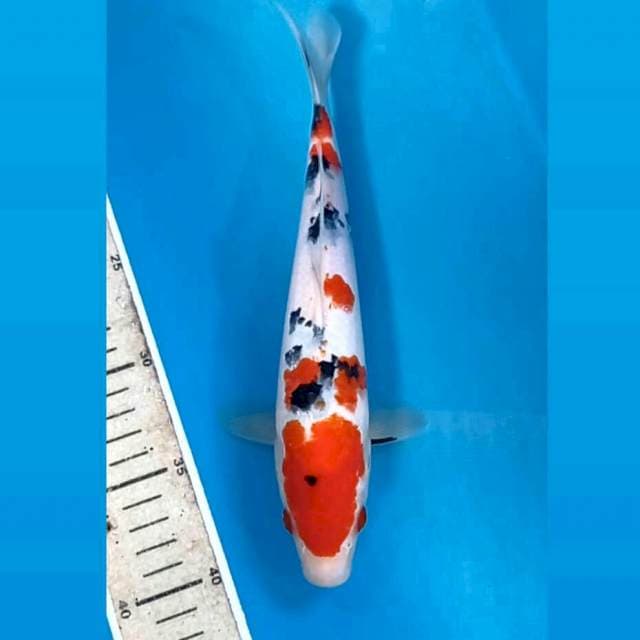 Sanke, 26 cm
