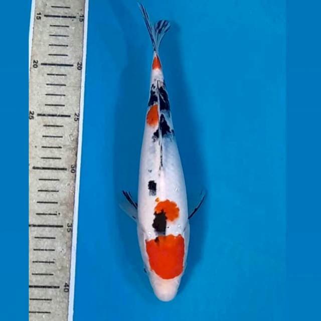 Sanke, 26 cm