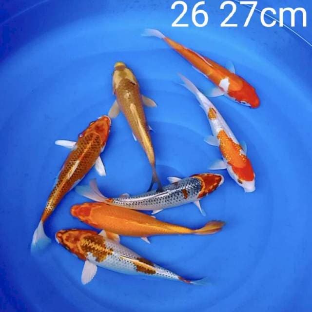 LELANG SINGKAT 26 - 27CM