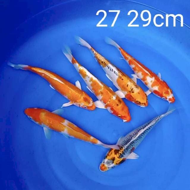 LELANG SINGKAT 27 - 29CM