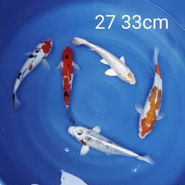 LELANG SINGKAT 27 - 33CM