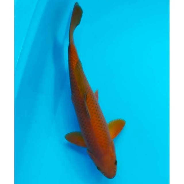 tembaga 30 cm ring rapih
