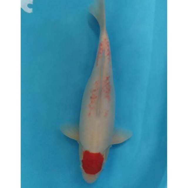 thanco kohaku ori 42 cm