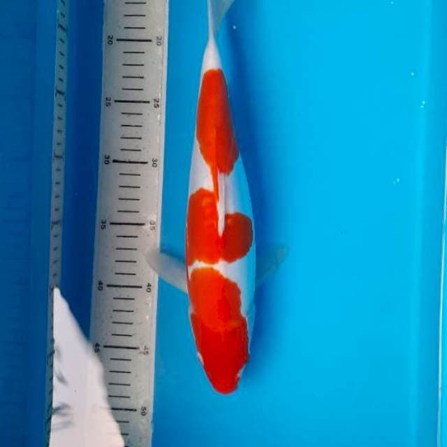 Kohaku doit 34cm