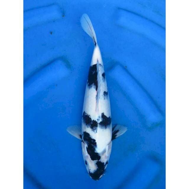 Shiro Putih salju - 33cm