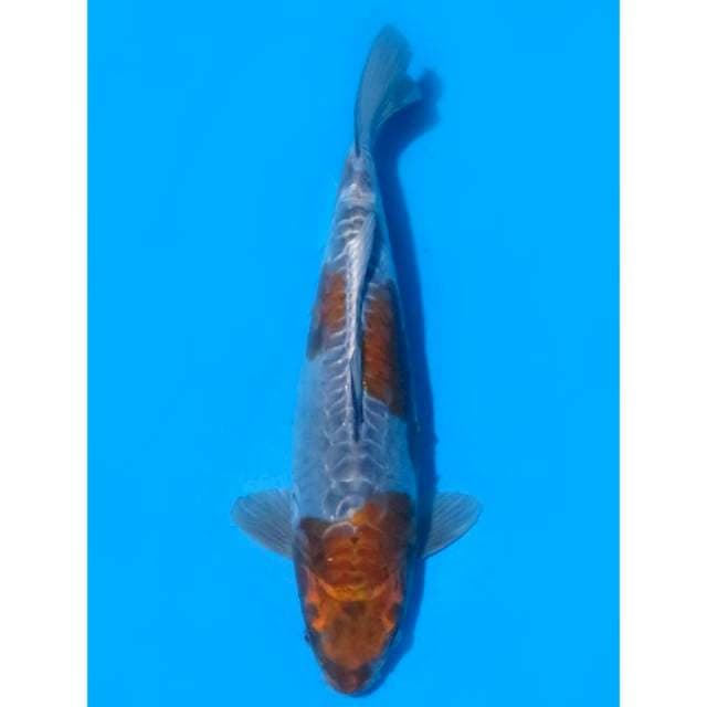 Ochiba Doitsu Jumbo - 42cm