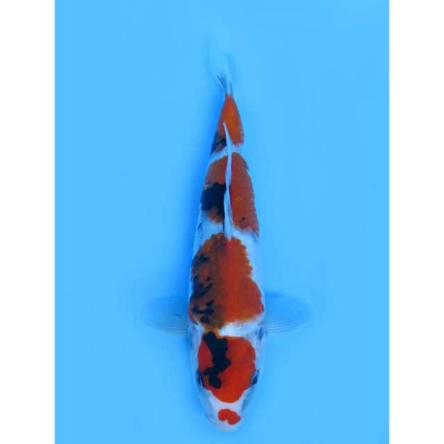 Showa Tategoi - 27cm