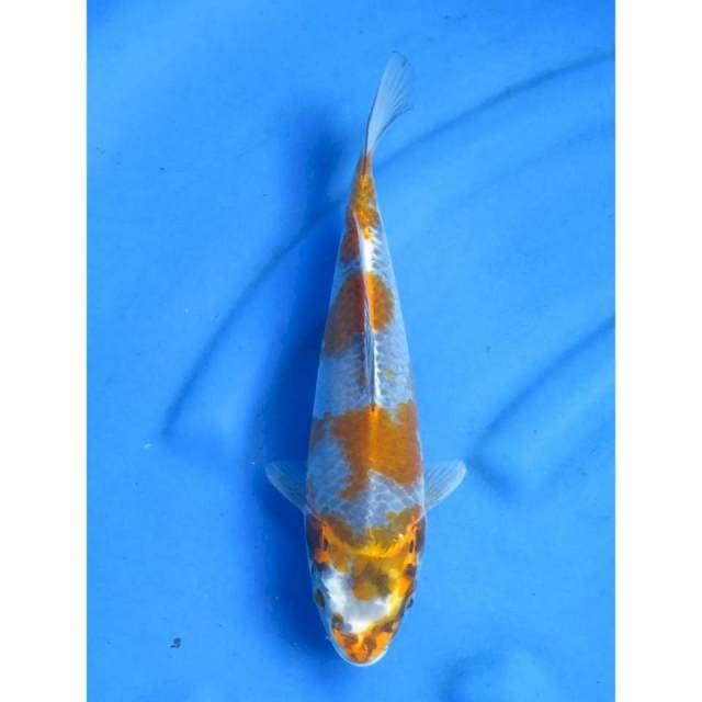 Ochiba Nyala - 31cm