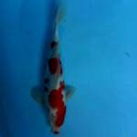 Kohaku