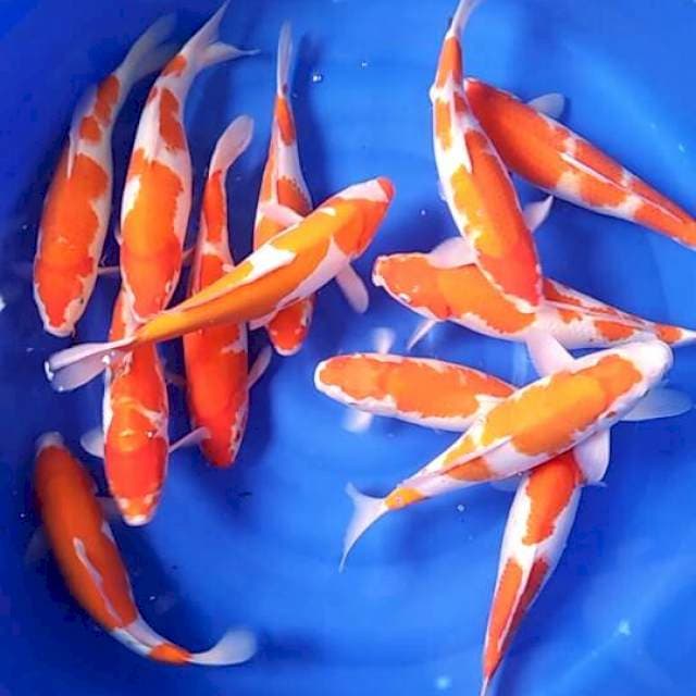 Mix kohaku size 38-42cm