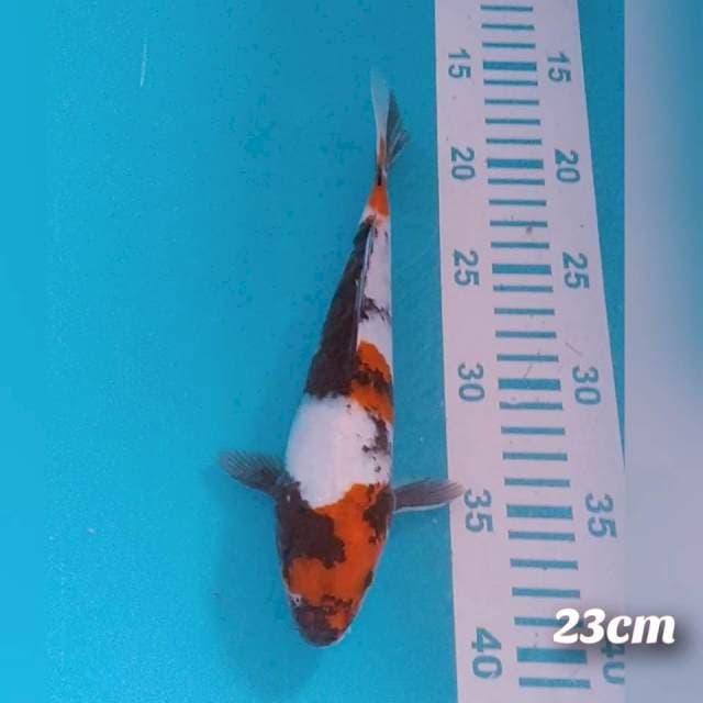 Shaowa 23cm
