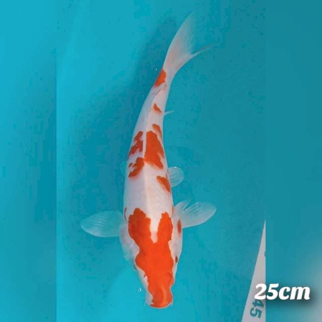 Kohaku step 4