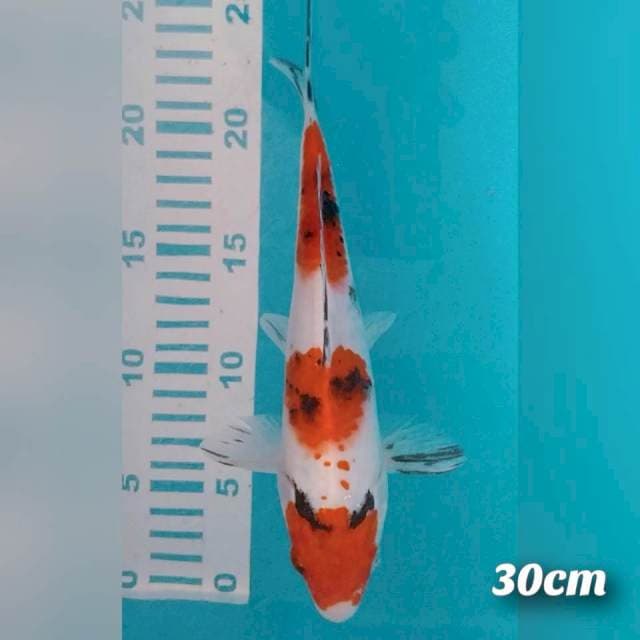 Sanke 30cm