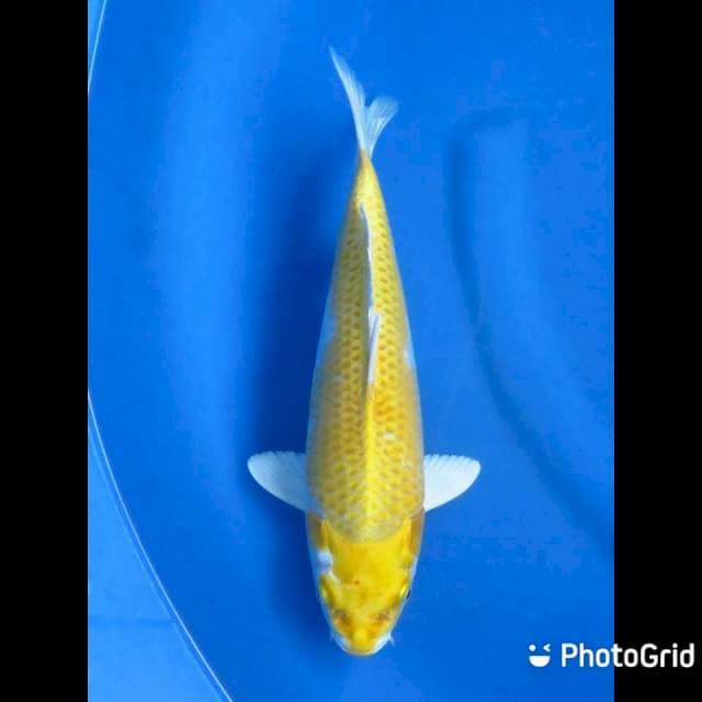 28cm - Hariwake