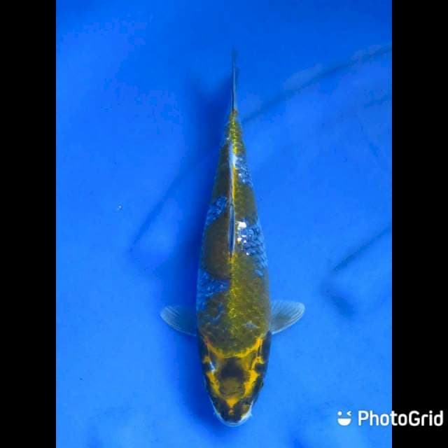 28cm - Ochiba Hijau