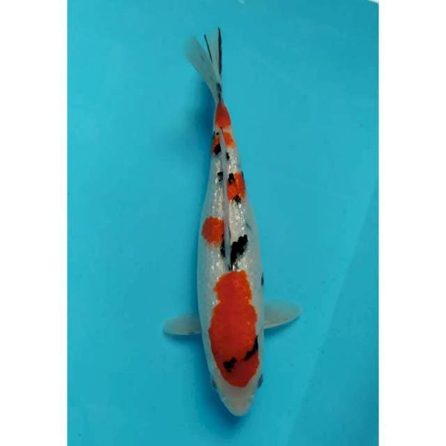 sanke ginrin 27 cm