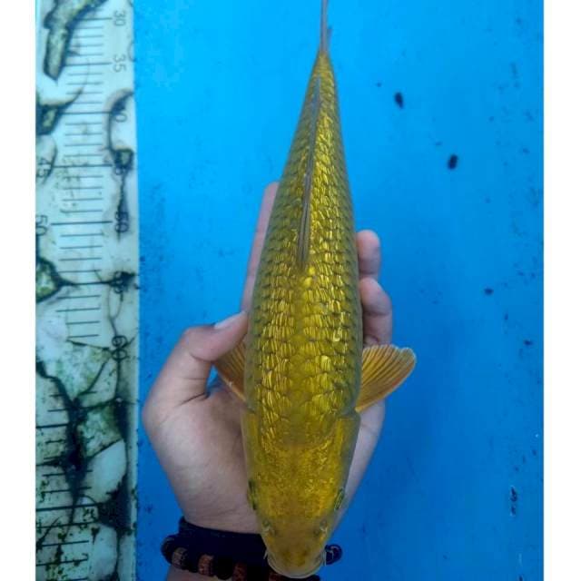 Midori Ginrin punuk 33cm Male