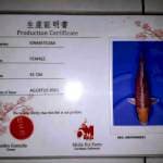Kin Matsuba Fmale 41cm