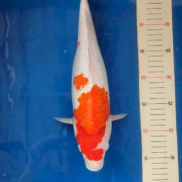 Kohaku ginrin