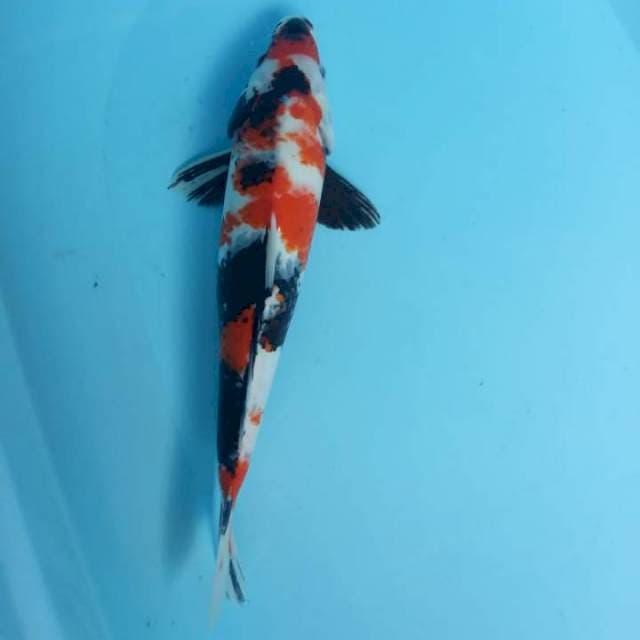 Showa 35 cm