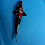 Showa 35 cm