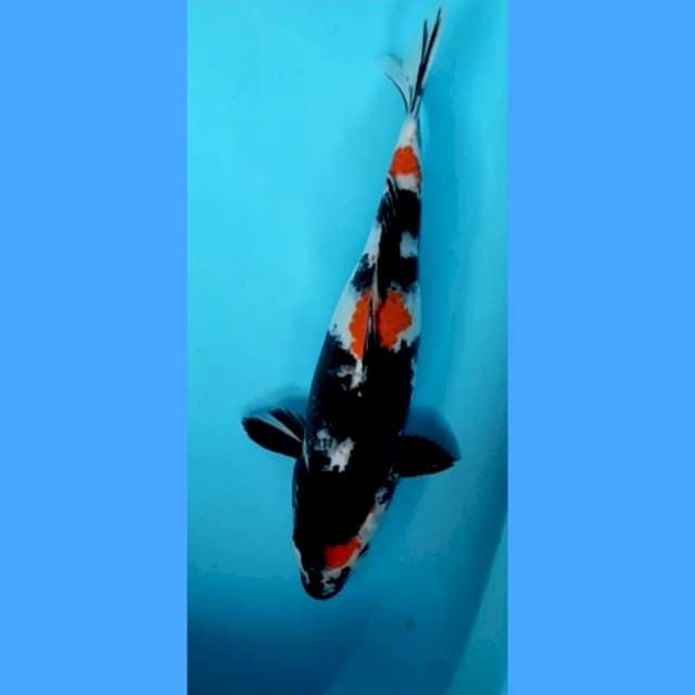 Showa 37 cm