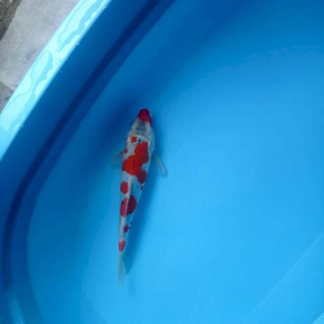 Goshiki, 32 cm