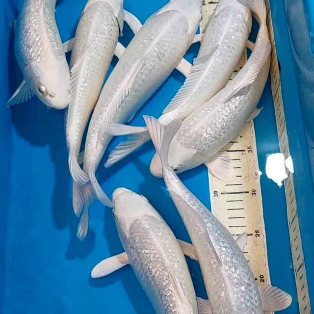 PLATINUM GINDRIN BERPUNUK BULKY 29-33 CM 7 EKOR