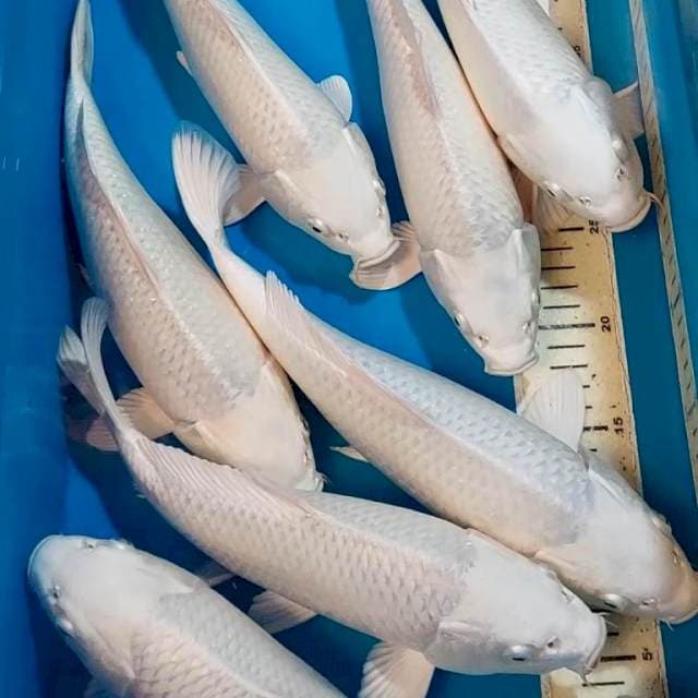 PLATINUM BERPUNUK BULKY 30-33 CM 8 EKOR