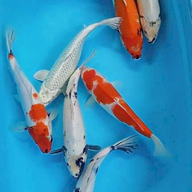 JUMBO MIX 35-39CM
