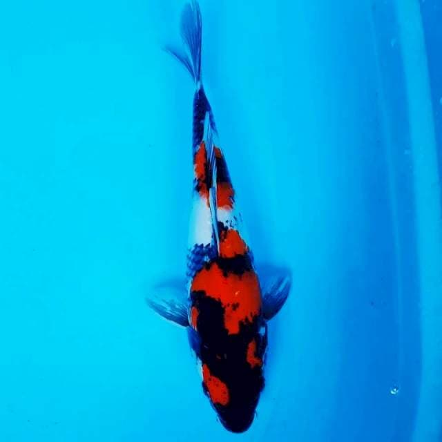 SHOWA 30CM