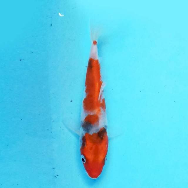 Kin Showa 13cm